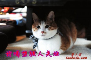 自力博客成长